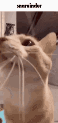 Snarvindur Cat GIF - Snarvindur Snarv Cat GIFs