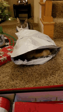 Cats In GIF - Cats In Bags GIFs