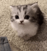 a small gray and white kitten is sitting on a carpet looking at the camera .