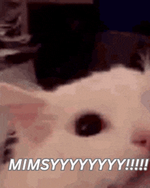 a close up of a cat 's face with the words " mimsyyyyyy !!! " written below it