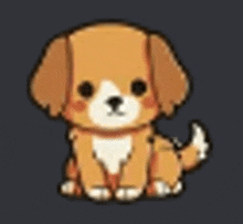 a small brown and white dog is sitting on a dark background .