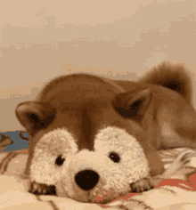 Surprise Dog GIF - Surprise Dog Cute GIFs