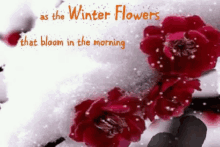 Winter Flowers Good Morning GIF - Winter Flowers Good Morning Snowing GIFs