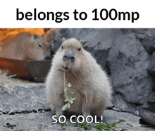 a picture of a capybara with a caption that says belongs to 100mp so cool