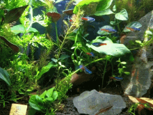 Neon Tetra Fish GIF - Neon Tetra Fish Aquarium GIFs