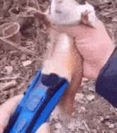 Guinea Pig Shaved GIF - Guinea Pig Shaved Shave GIFs
