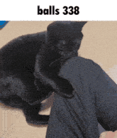 a black cat laying on a person 's leg with the text balls 336