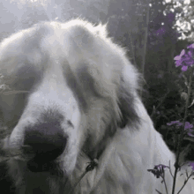 a close up of a dog smelling a flower in a garden .