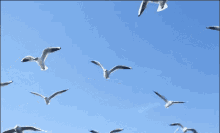 Pássaros Birds GIF - Pássaros Birds Flying GIFs