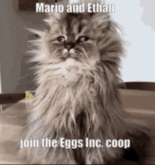 Eggs Eggs Inc GIF - Eggs Eggs Inc Mariofoli GIFs