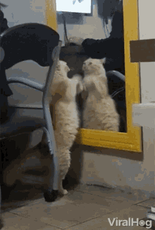 Viralhog Cat Fight GIF - Viralhog Cat Fight Funny Cat GIFs