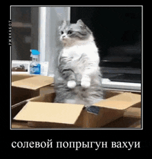 комару мемы с котами GIF - комару мемы с котами мемы GIFs