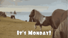 Monday Pony GIF - Monday Pony GIFs