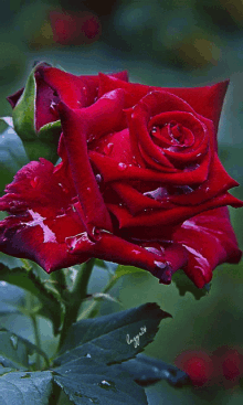 Red Rose557 557fl GIF - Red Rose557 557fl GIFs