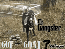 cool goat gangster