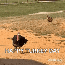 Turkeys Run Viralhog GIF - Turkeys Run Turkeys Viralhog GIFs