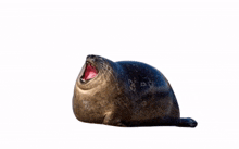 riley seal meme real