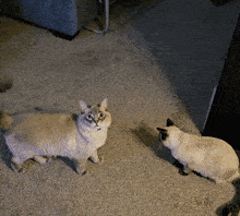 two cats are standing next to each other on the floor