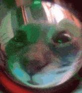 a close up of a cat 's face with a blurred background