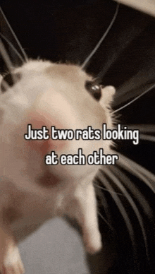 a close up of a rat with the words `` just two rats looking at each other '' written above it .