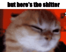a close up of a cat with the words but here 's the shitter on the bottom