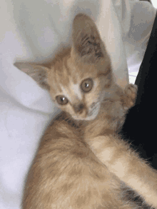 Cat Meow GIF - Cat Meow Adorable GIFs