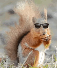 squirrel GIFs | Tenor