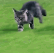 field cats
