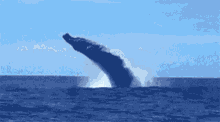 sharks whale
