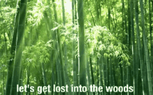 Lets Get Lost Into The Woods GIF - Lets Get Lost Into The Woods GIFs
