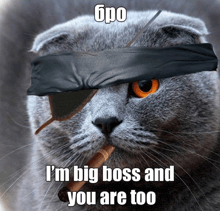a cat with a bandana around its eye and a cigar in its mouth says i 'm big boss and you are too