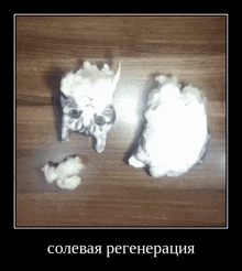 a picture of a cat made of foam with a foreign language caption