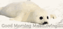 Good Morning Meatlover GIF - Good Morning Meatlover Meat GIFs