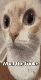 a close up of a cat 's face with the words `` what the frinko '' written on it .
