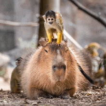 a small monkey sitting on top of a capybara 's head