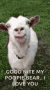 a white goat is standing in the grass and making a face .