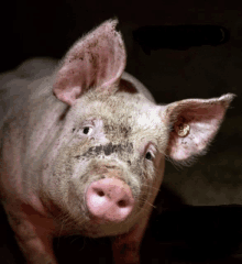 Porco Umano GIF - Porco Umano GIFs