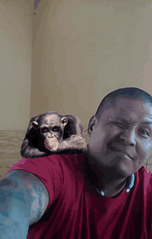 a man in a red shirt has a chimpanzee sitting on his shoulder