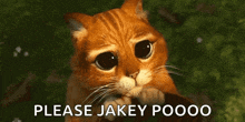 a sad cat is looking at the camera with the words please jakey poooo written below it .