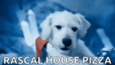 a white dog is being held by a person with the words rascal house pizza written on the bottom