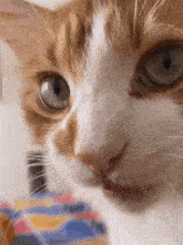 Cat Eats And Looks At The Camera GIF