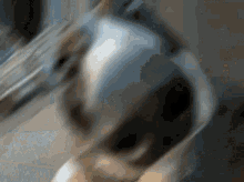 The Zog Zog GIF - The Zog Zog Dog GIFs