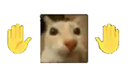 a picture of a cat with a yellow hand in front of it