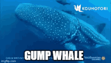 Raingump Gump Whale GIF - Raingump Gump Whale Whale GIFs