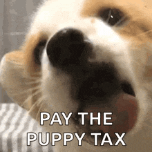 a close up of a dog with its mouth open and the words pay the puppy tax