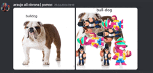 Bul-dog Bull GIF - Bul-dog Bull Dog GIFs