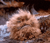 a furry animal with big eyes is sitting on a rock and looking at the camera .