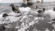 a group of seals are swimming in the water and playing with each other .
