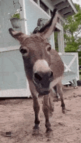 GIF