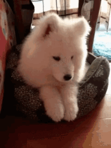 Dog Doggo GIF - Dog Doggo Samoyed GIFs